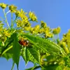 Les **fleurs** ont **cinq sépales soudés, cinq pétales, et huit étamines**, attirant les insectes pollinisateurs, notamment les abeilles, pour leur nectar abondant.