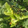 Les **fruits** sont des **disamares** avec des ailes très écartées, formant un angle d'environ 180 degrés.