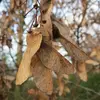 Ces **graines aplaties** se développent en paires et restent souvent sur l'arbre pendant une partie de l'hiver.