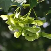 La **fructification** a lieu entre **juillet et octobre**, les fruits mûrs tombant au sol pour faciliter la dispersion des graines par le vent.