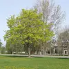 L'érable plane est commun dans une grande partie de l'**Europe**, s'étendant des **régions collinéennes et montagneuses** d'Europe de l'Est à celles du Caucase, de l'Iran et de l'Afghanistan.