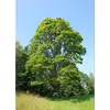 Bien qu'il préfère les **sols riches, profonds, frais à humides**, et légèrement **calcaires ou faiblement acides**, il peut tolérer diverses conditions de sol et climatiques, y compris en **zones urbaines** et **parcs**.