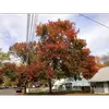 **Introduit en Amérique du Nord**, l'érable plane est devenu **invasif** dans certaines régions, notamment au **Massachusetts** et au **New Hampshire**, où sa plantation est interdite à cause de son impact sur les écosystèmes locaux.