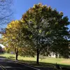 **Utilisé comme arbre d'ornement**, il est souvent planté en **alignement dans les rues** ou **dans les parcs** pour sa beauté, sa grande frondaison dense, et ses feuilles aux couleurs automnales vibrantes.
