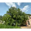 L'arbre possède un **port arrondi et étalé** avec des **branches flexibles** qui se terminent souvent en rameaux pendants, disposés dans un même plan, conférant une allure harmonieuse.