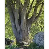 L'**écorce** du **micocoulier** est **grise et lisse**, semblable à celle du hêtre, bien qu'elle soit marquée de **protubérances** et de **rides horizontales** avec l'âge.