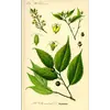 Les **feuilles** du **micocoulier** sont **caduques** et disposées de manière **alterne** sur les branches.
