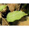 Chaque feuille mesure environ **5 à 10 centimètres de long** et présente une couleur **vert foncé** sur le dessus, tandis que le dessous est **gris et duveteux**.