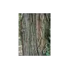 L'**écorce** du **saule pleureur** est typiquement **gris-brun** avec de **nombreuses fissures verticales** souvent **entrecroisées**.