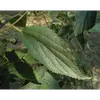 Les feuilles présentent également des **nervures asymétriques** partant de la base, une caractéristique qui les distingue des feuilles d'autres espèces comme l'orme.