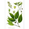 Elles sont généralement **pollinisées par le vent**.