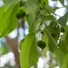 Les **fruits** sont de petites **drupes** rondes, mesurant entre **1 et 1,2 centimètre de diamètre**.