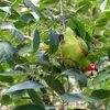 Les **fruits** sont **très appréciés des oiseaux** et des mammifères, facilitant leur **dispersion**.