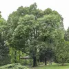 **Celtis australis** est une espèce **subtropicale** et de **climat tempéré doux**, originaire de l'**Europe méridionale** et de l'**Asie mineure**.