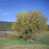 Il est bien adapté aux **climats méditerranéens** et préfère les **sols bien drainés et fertiles**.