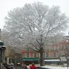 Il peut tolérer un climat plus froid, mais est sensible aux longues périodes de gel.