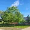 Hors de son aire naturelle, le micocoulier est utilisé comme **arbre d'ornement** et pour l'**ombrage** dans les parcs et rues, notamment dans le sud de la France.