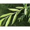 Les **feuilles** de **Salix babylonica** sont **alternes** et **simples**, portées par un **pétiole très court**.