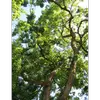 En Provence, le **micocoulier** est un arbre emblématique, souvent planté près des églises pour son **ombrage dense** et sa capacité à créer une atmosphère agréable en été.