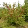 Le **cornouiller sanguin** est un **petit arbre** souvent **buissonnant**, pouvant atteindre **8 mètres de hauteur**.