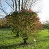 Cet arbuste a un **port érigé** en buisson arrondi, avec un **houppier pouvant atteindre 4 mètres de large**.