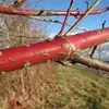 Les **branches** de cet arbre sont visibles même en hiver, offrant un aspect décoratif avec leurs teintes rouges.