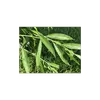 Elles sont généralement **lancéolées** et **acuminées** (pointues à l'extrémité).