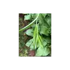 Le **dessous des feuilles** est souvent plus pâle que le dessus, avec une teinte légèrement **jaunâtre** sur certaines variétés.