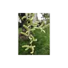 Les **fleurs** du **saule pleureur** sont regroupées en **chatons** fins et pendants d'environ **2 centimètres de long**.