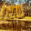 En Europe, l'espèce a été introduite à la fin du XVIIe siècle pour ses qualités ornementales et sa capacité à prospérer près des **plans d'eau** comme les lacs et rivières.