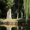 Le saule pleureur est bien adapté aux **sols frais et humides**, expliquant sa présence fréquente le long des cours d'eau et des marécages.