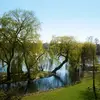 Cet arbre peut **consommer de grandes quantités d'eau**, jusqu'à **400 litres par jour** à l'âge adulte, ce qui le rend idéal pour les environnements aquatiques ou marécageux.