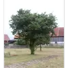 Cet arbre appartient à la famille des **Rosacées**, le rapprochant d'arbres fruitiers comme le poirier et le pommier sauvage.