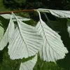 Ses **feuilles** sont **larges et ovales**, avec un dessus **vert foncé** et un dessous **blanc duveteux**, distinctif entre les deux faces.
