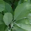 Le **bord des feuilles** est **dentelé**, et elles mesurent environ **10 centimètres de long**.
