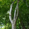 L'**écorce** de l'Alisier blanc est **grise** chez les jeunes arbres, lisse au début puis devenant plus **fissurée** avec l'âge.