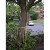 En vieillissant, l'écorce se fissure davantage, révélant la structure interne de l'arbre et lui donnant un aspect plus rugueux.