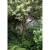 Cette fissuration est commune à plusieurs espèces d'arbres subissant des changements structurels avec l'âge.