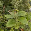 Les **feuilles** de **l'Alisier blanc** sont **irrégulièrement dentées** et **vert vif sur le dessus**.