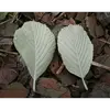 Le **dessous des feuilles** est **blanc et tomenteux**, couvert d'un duvet dense, permettant de facilement identifier l'arbre.