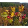 À l'automne, les feuilles deviennent **jaunes, brunes ou cramoisies**.