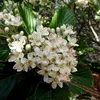Les **fleurs** de l'Alisier blanc apparaissent au **printemps** (de **mai à juin**), formant des **corymbes** pollinisés par les insectes (entomogamie).