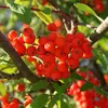 Ces fruits, en **grappes**, sont **comestibles** après les premières gelées, devenant **blettes** (légèrement trop mûrs).