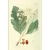 Les **fruits** contiennent une **pulpe jaune farineuse** et deux graines, prisés par les oiseaux.