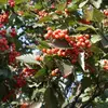 La **fructification** se produit de **septembre à octobre**, et les fruits peuvent être récoltés pour des **confitures** ou de l'**eau-de-vie**.