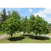 **Sorbus aria** est originaire du **sud de l'Europe**, souvent trouvé dans des **zones rocheuses** et sur des sols **superficiels**.