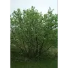 Il est moins fréquent dans le **Midi** et l'**Ouest de la France**, se concentrant là où les sols sont plus secs et rocailleux.