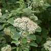 L'Alisier blanc est un arbre **hermaphrodite**, ayant des fleurs mâles et femelles, facilitant sa reproduction.