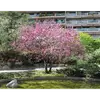 Son **port est étalé** avec une **cime aplatie**, donnant à l'arbre une allure distincte et ornementale.