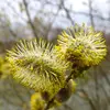 Les **chatons mâles** sont **ovoïdes à oblongs**, mesurant **3 à 7 centimètres de long**, d'abord recouverts de **poils soyeux blanc-argenté**, puis révélant de petites **fleurs jaunes** très décoratives.